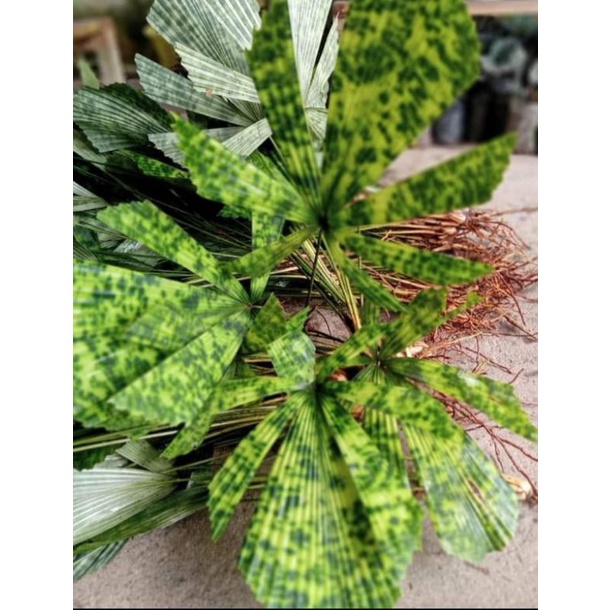 palem licuala mapu. perbatang