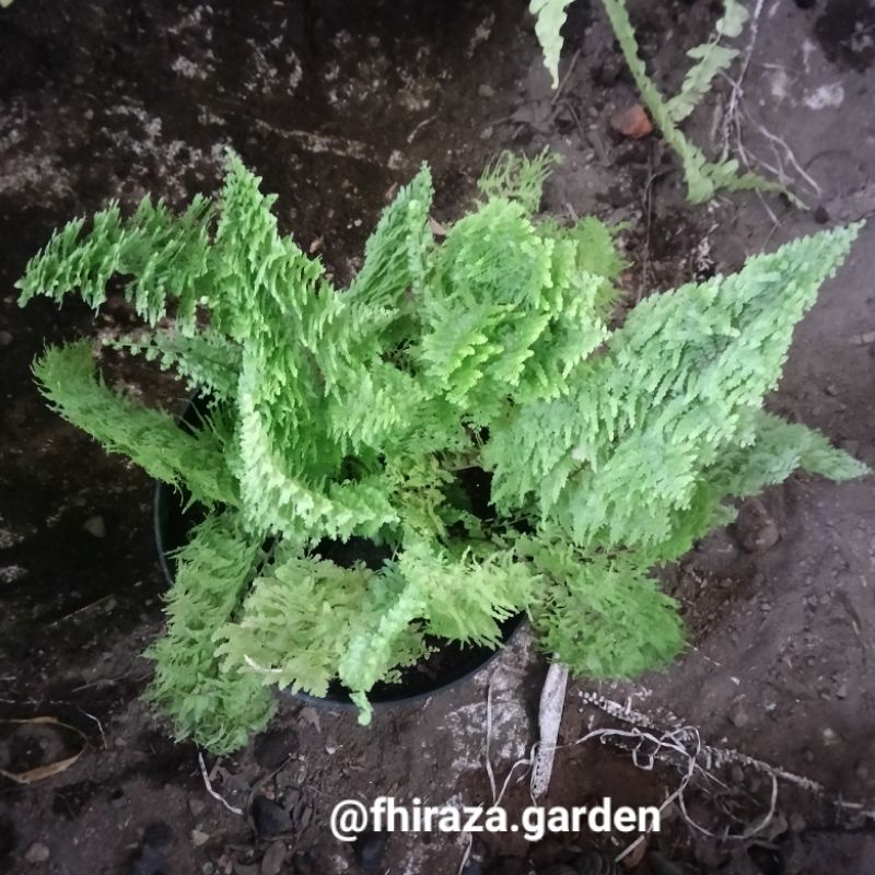 Pakis Embun | Tanaman Pakis / Paku-Pakuan