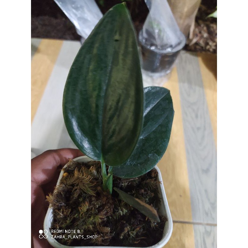 scindapsus treubii dark form