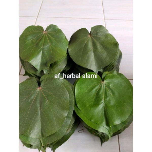 

Daun waru 25lembar