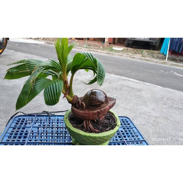 Bonsai kelapa - kelapa bonsai kerdil tanaman hias