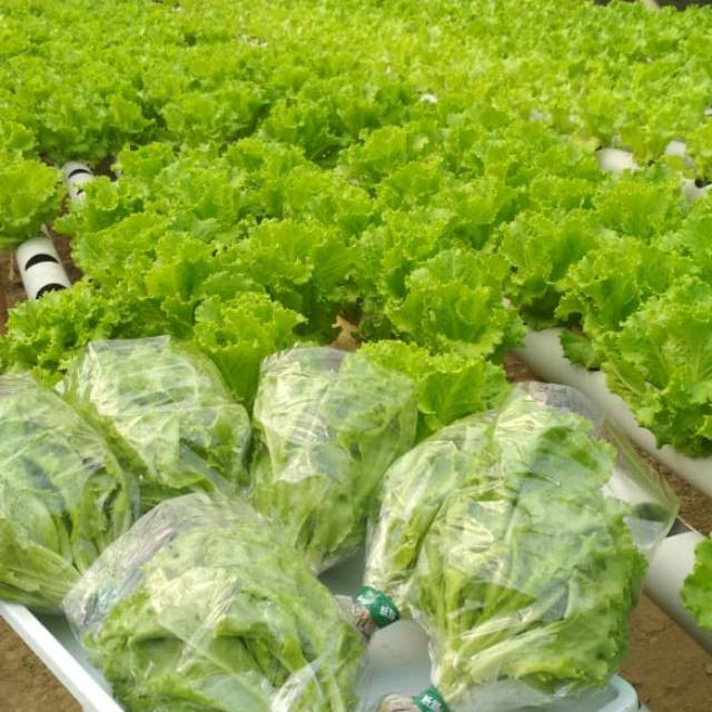 200 Biji Benih Selada Keriting Hijau Grand Rapids Cap Panah Merah Bibit Sayur Sayuran Hidroponik-1
