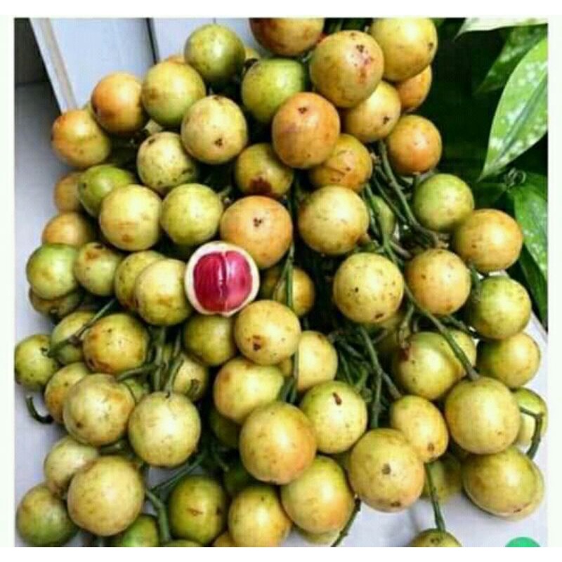

buah menteng isi merah dan putih fress 1 kg