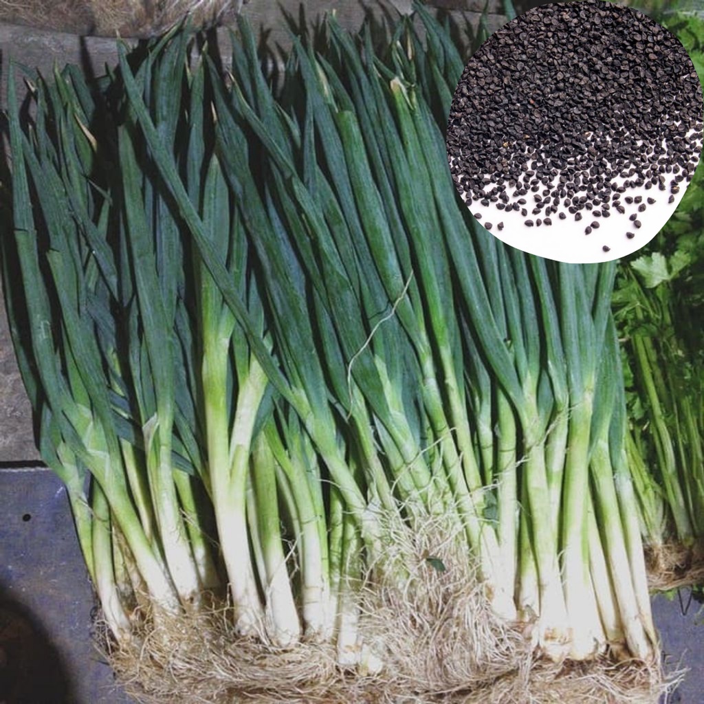 Benih Daun Bawang F1 Bibit Sayuran Daun Bawang Prei