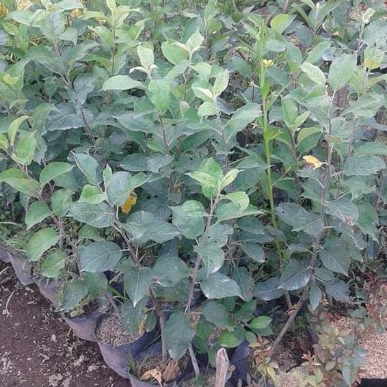 Bibit Apel Wanglin An+