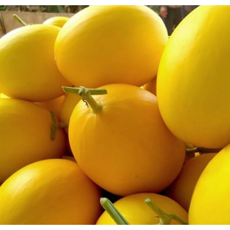 Melon Golden Manis 1-1,5kg