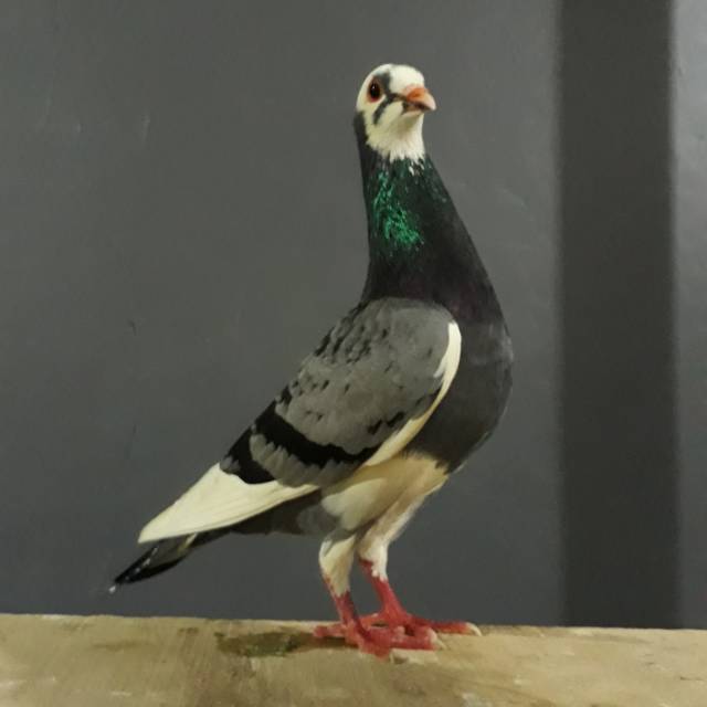 58 Gambar Burung Dara Gratis Terbaik