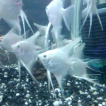 ikan manfish platinum