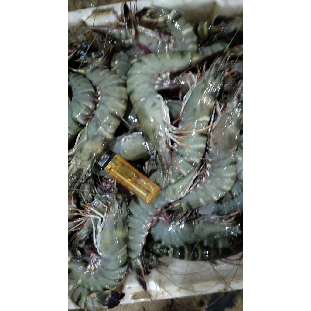 

Udang Tiger Size 15-20 1kg