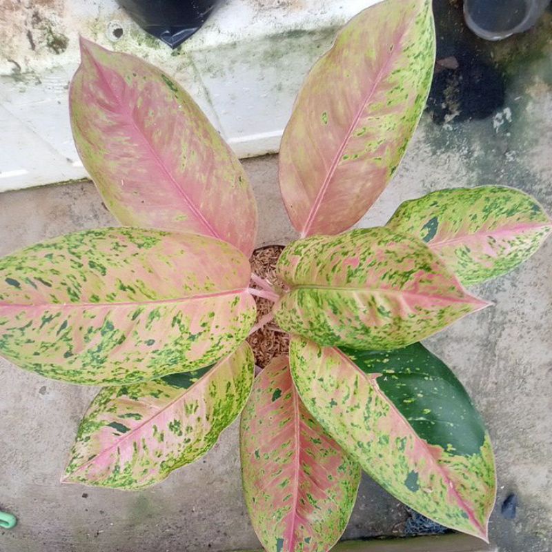 aglonema murah meriah