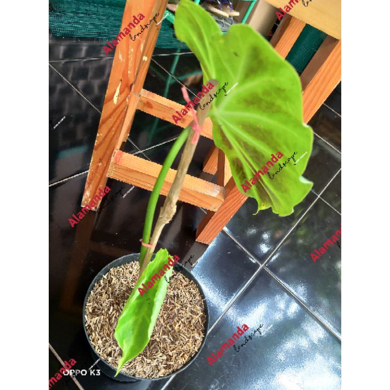 Colocasia remusatia vivipara, Tanaman hias colocasia, Remusatia vivipara, Colocasia Vivipara