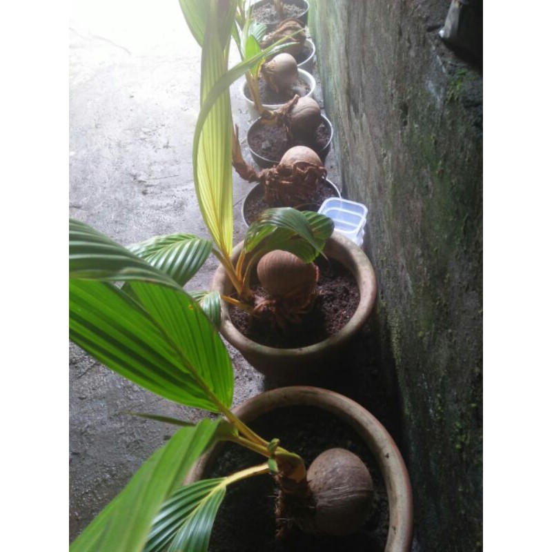 KELAPA BONSAI - BONSAI MINI - TANAMAN HIAS - BONSAI MURAH