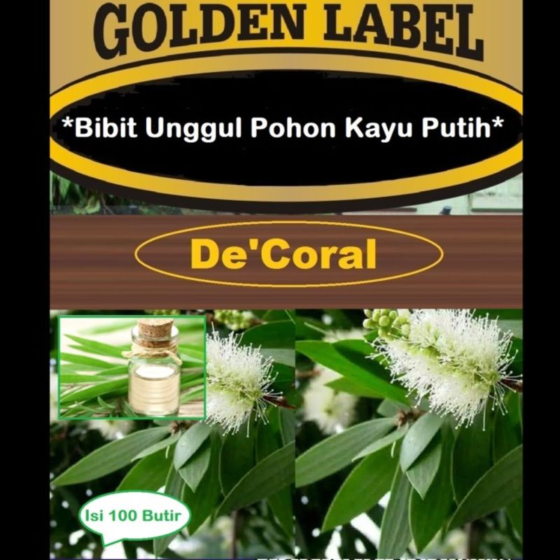 Bibit Unggul Pohon Kayu Putih | Benih Biji Pohon Kayu Putih