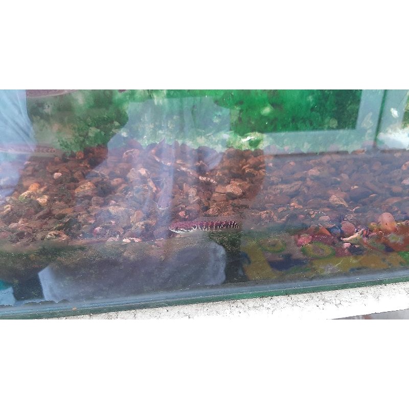 channa asiatica red spot