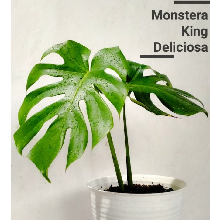 MONSTERA KING DELICIOSA