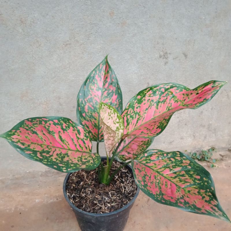 Tanaman hias aglonema Venus,aglo Venus