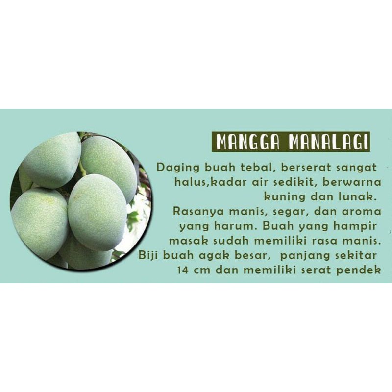 Bibit Mangga Manalagi/Mangga Madu Super unggul