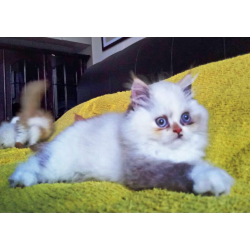 Kucing 3 Bulan Ragdoll Persia 4 warna | Kitten 3 Month