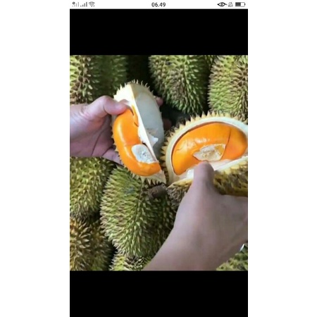 

durian lay