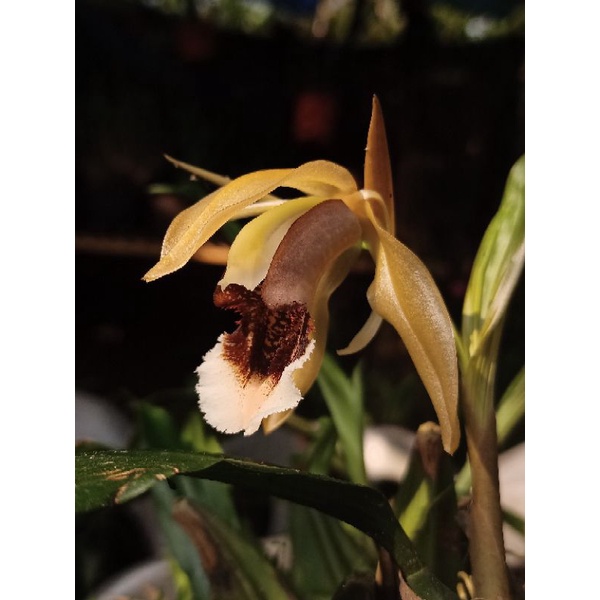 Coelogyne Speciosa spike