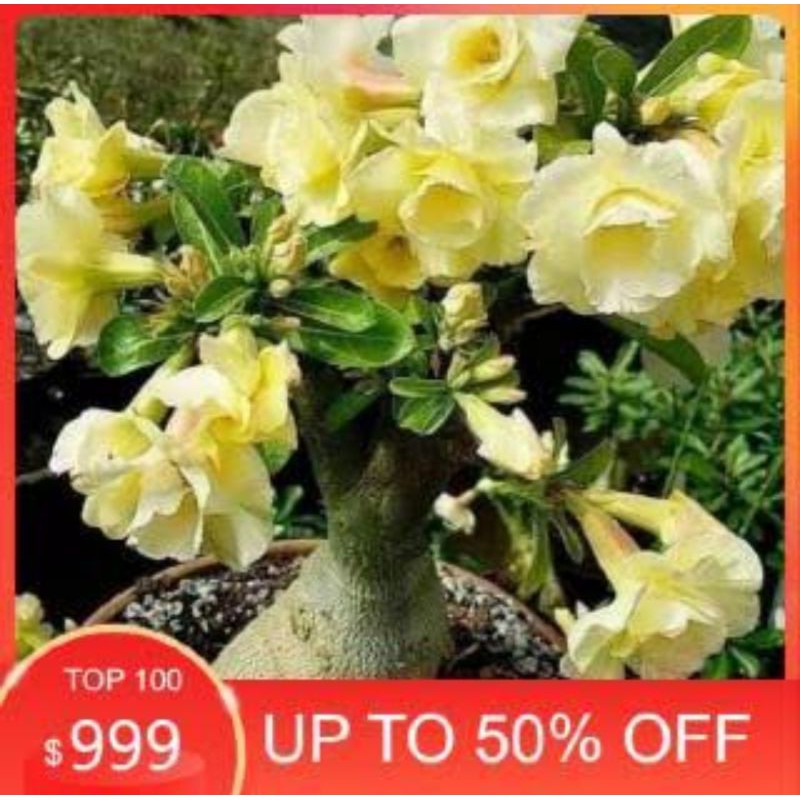 Kamboja adenium/stek tumpuk bunga warna kuning