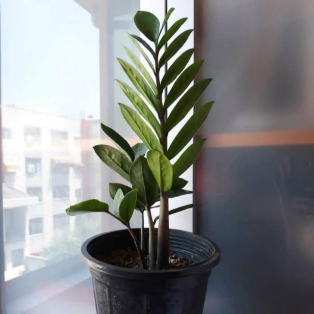 Tanaman hias zamia Culcas - zamia dolar