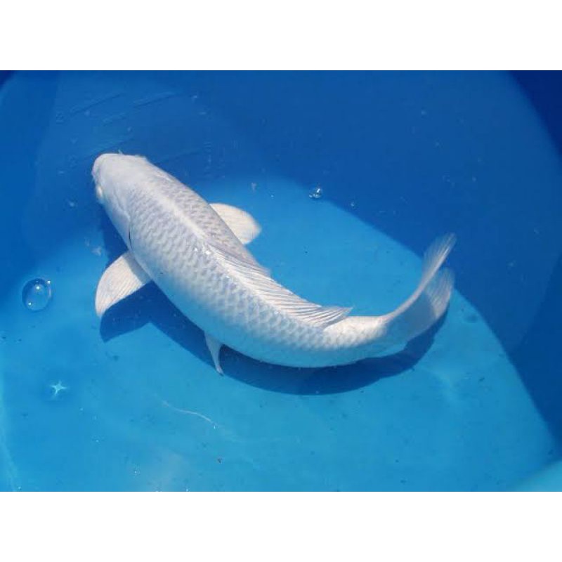 

ikan koi platinum ukuran 22-24cm..