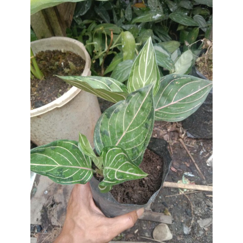 aglonema rotundum Aceh x army anakan