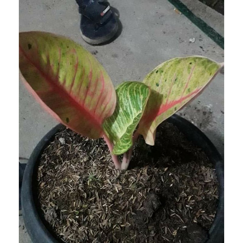

bibit bonggol goliath super