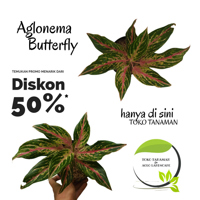 tanaman hias aglaonema butterfly /pohon aglonema butter fly /butterfly