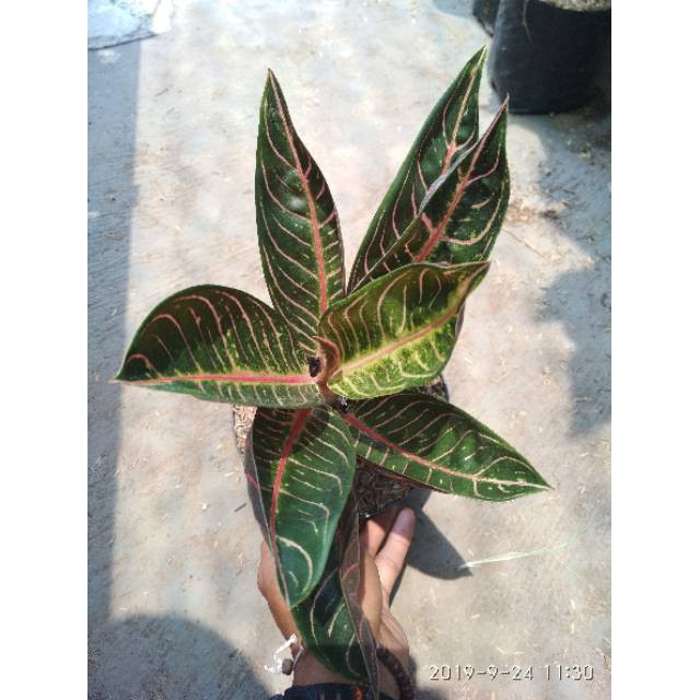 Tanaman hias pohon AGLONEMA RED SUMATRA