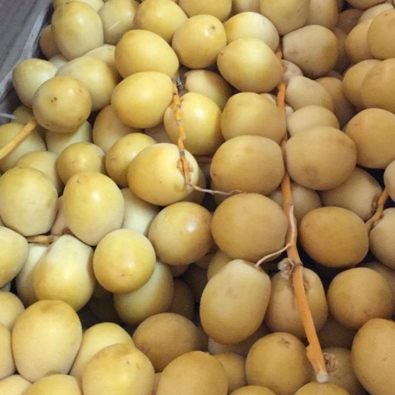 

KURMA MUDA KUNING SEGAR PROMIL