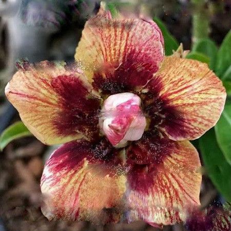 (Tanaman hias murah bunga hidup) bibit bunga adenium, arabicum Black, Birt taneman Kamboja Jepang