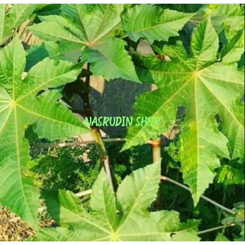 DAUN JARAK KEPYAR SEGAR | JARAK KALIKI LANGSUNG PETIK