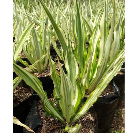 agave mediopicta/agave putih