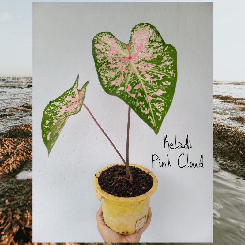 Bibit Keladi Hias Pink Cloud