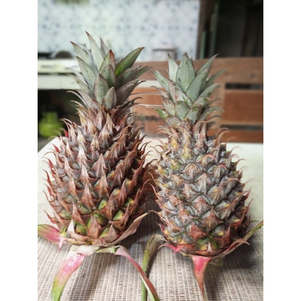 

nanas muda asli Pemalang bisa bayar setelah sampai 5buah