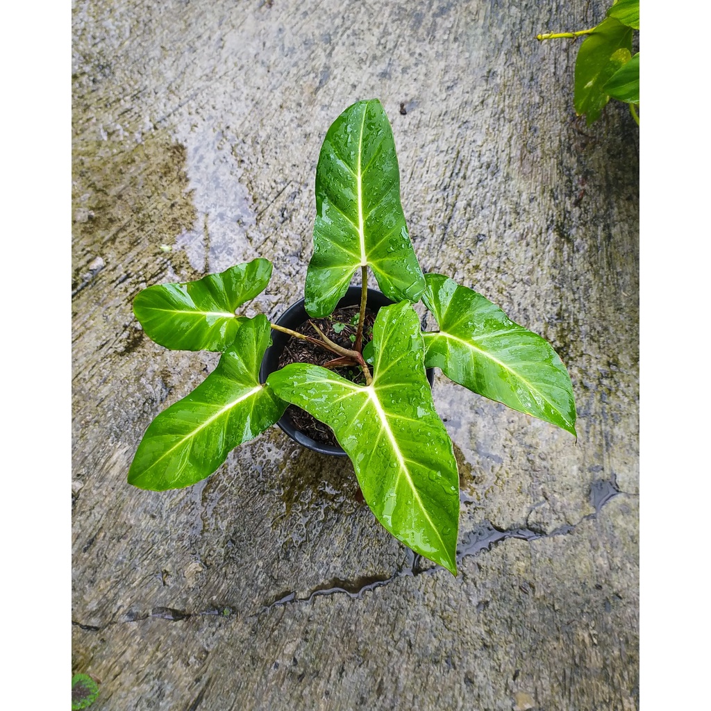 Tanaman Hias Adelonema Crinipes