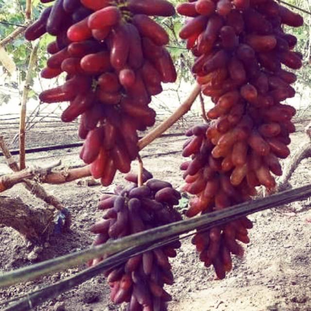 bibit anggur import CARNIVAL/CRV/tanaman buah anggur carnival