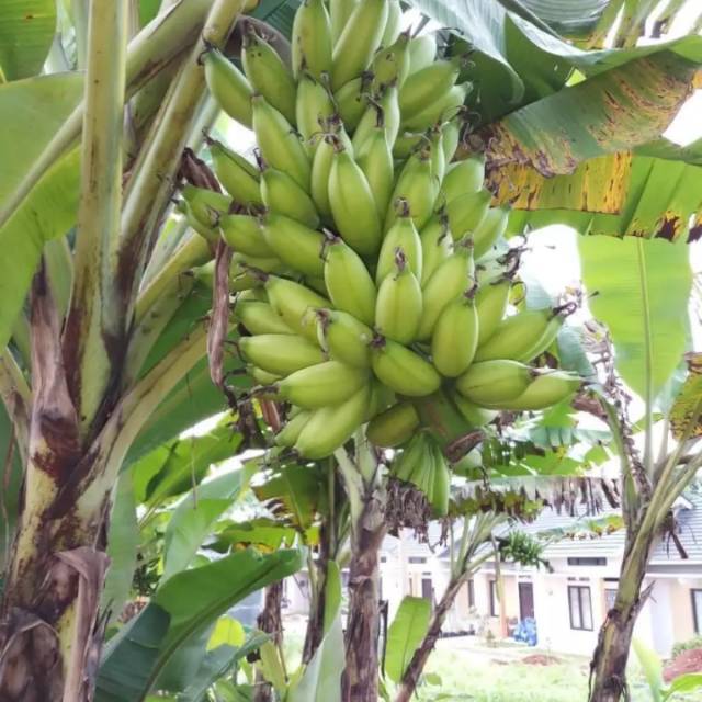 Bibit pohon pisang lampung