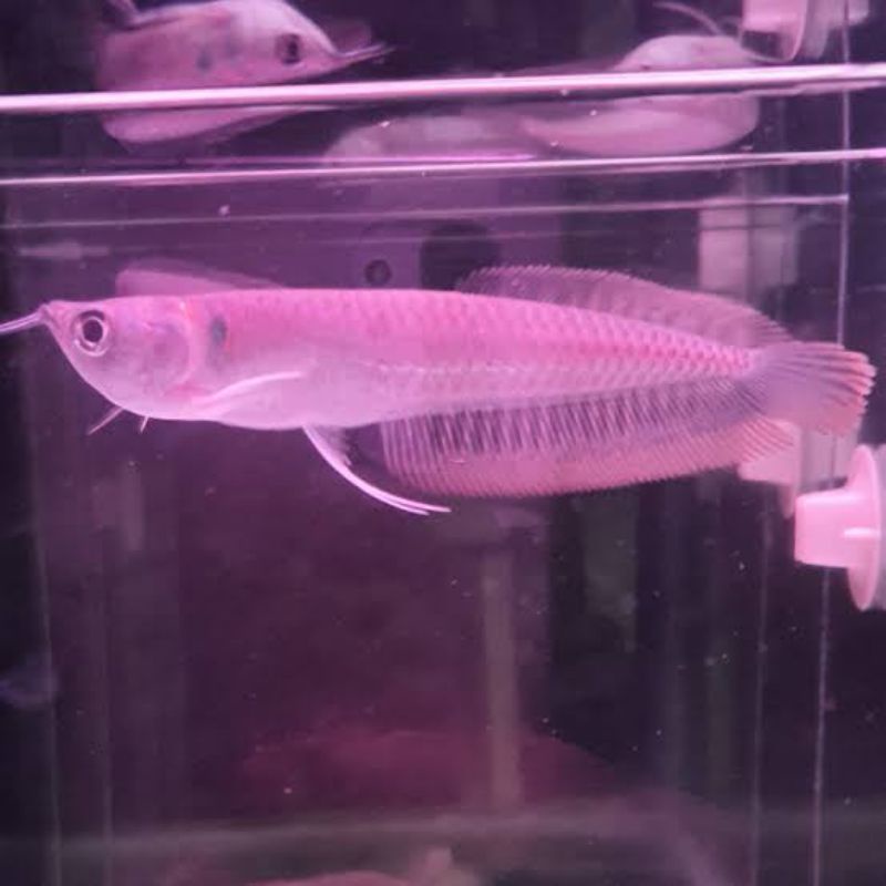 ikan arwana silver red serat merah ukuran 9-11cm