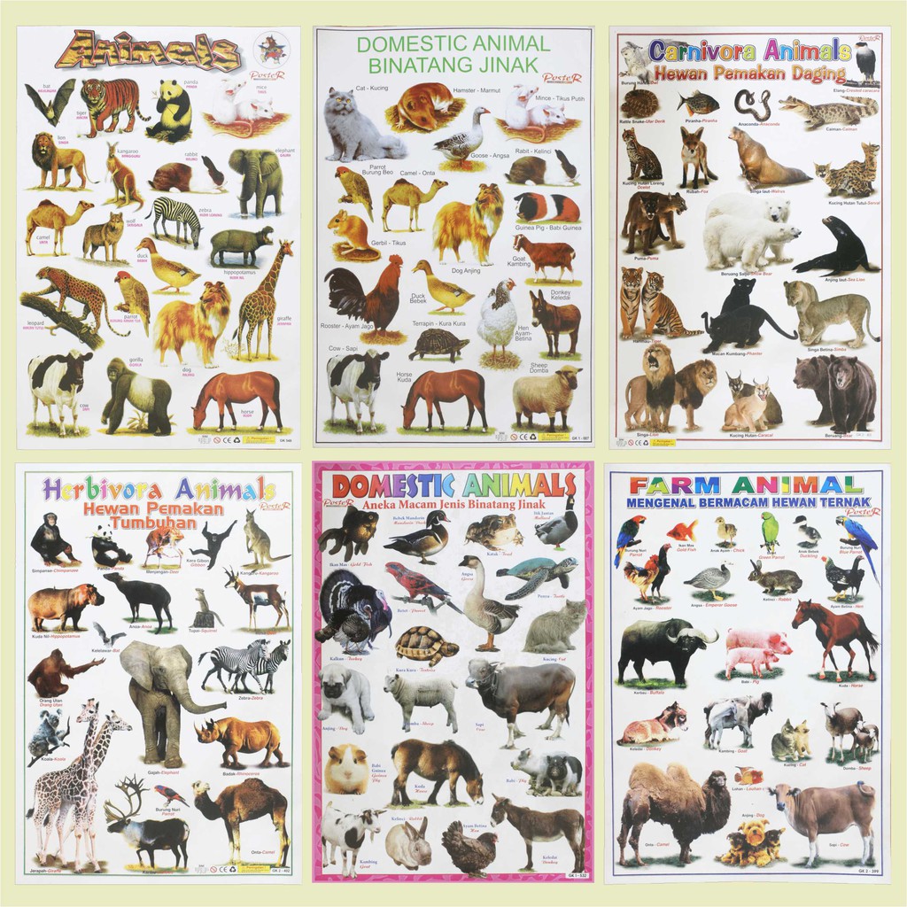 

Poster Edukasi Anak Mainan Edukasi Anak Lembaran animal domestic animal binatang jinak carnivora herbivora