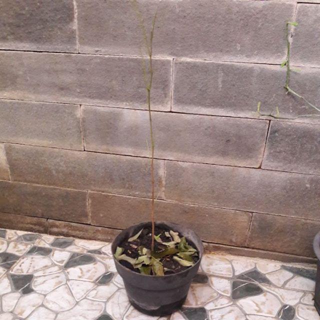 Diskon Bibit Tanaman Buah Persik