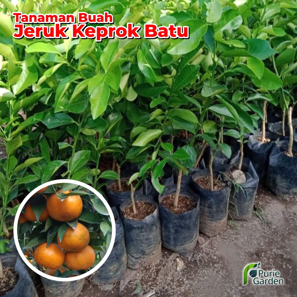 Bibit Tanaman Bibit Buah Jeruk Keprok Batu PG KDR