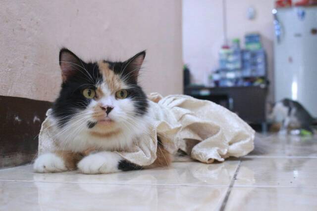 Dress sparkling cream lucu blink-blink untuk kucing dan anjing size S M L XL