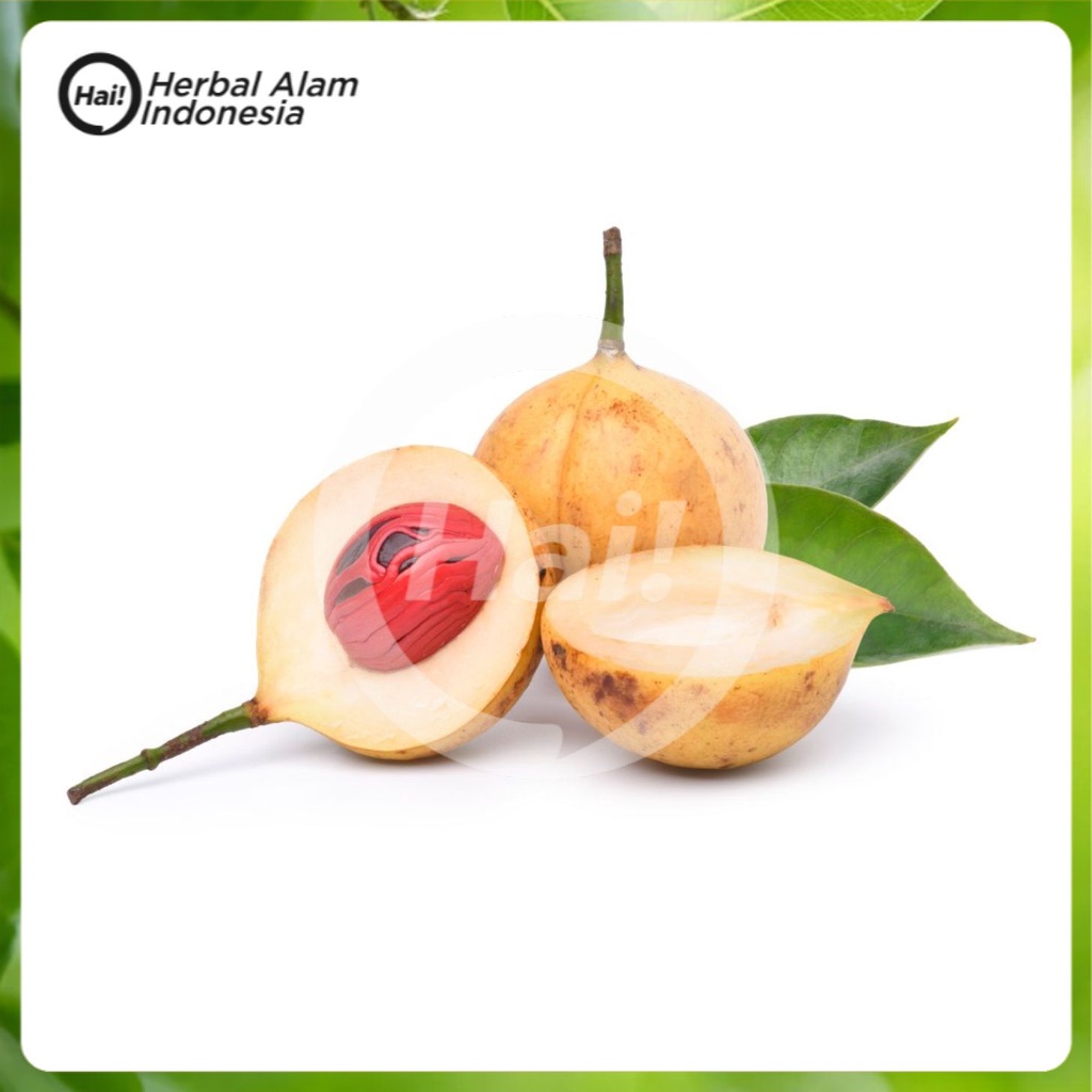 

Buah Pala Segar Pilihan 500Gram HAI STORE