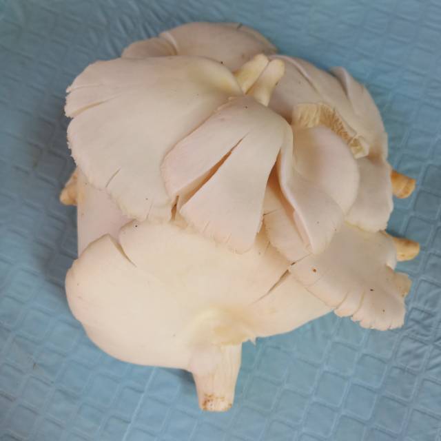 

JAMUR TIRAM BERKUALITAS (SIAP KIRIM) 250gr