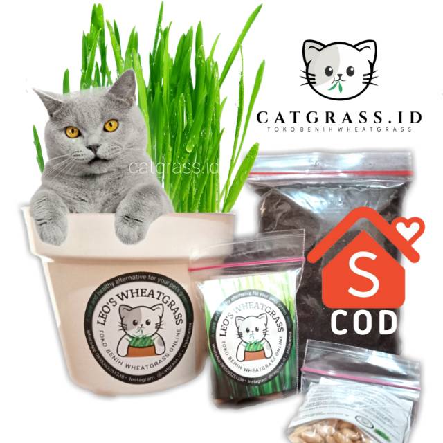 RUMPUT KUCING SIAP TANAM [WHEATGRASS] [CATGRASS]