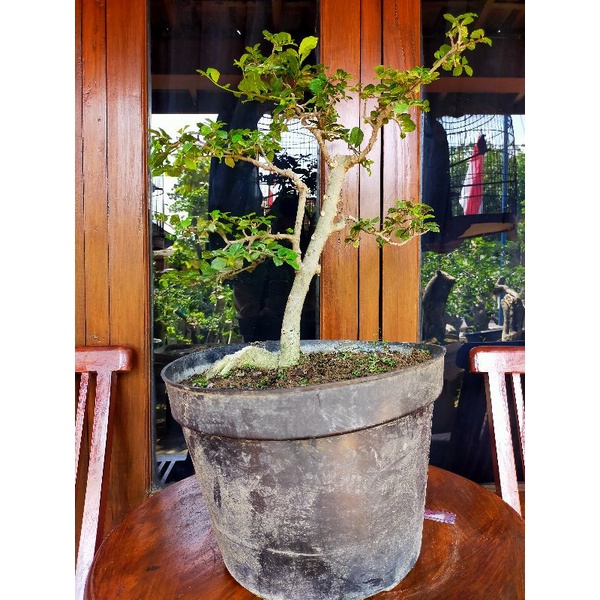 POHON BONSAI SERUT (STREBLUS ASPER)