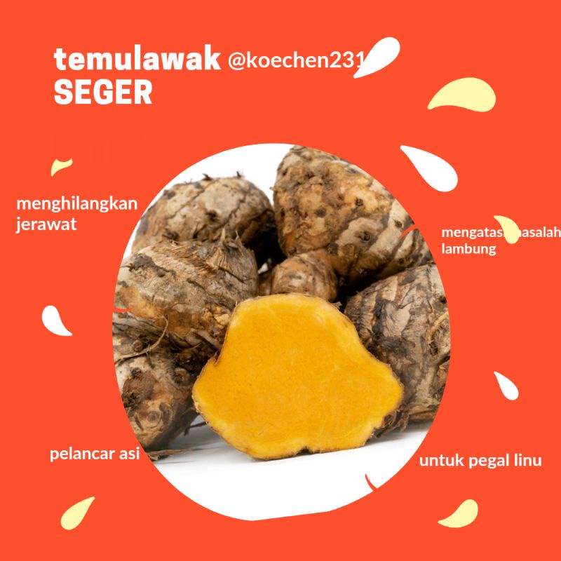 TEMULAWAK ASLI (1Kg) SEGAR FRESH KUALITAS GRADE A